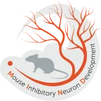 Open the Mouse Inhibitory Neuron Development atlas